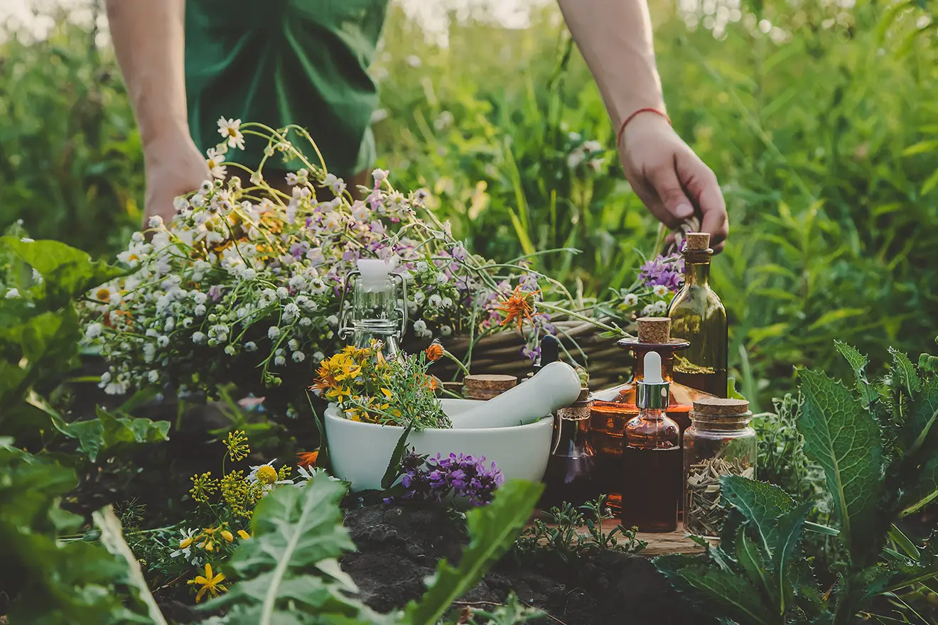 A person in a field collecting items for natural therapeutic medicine