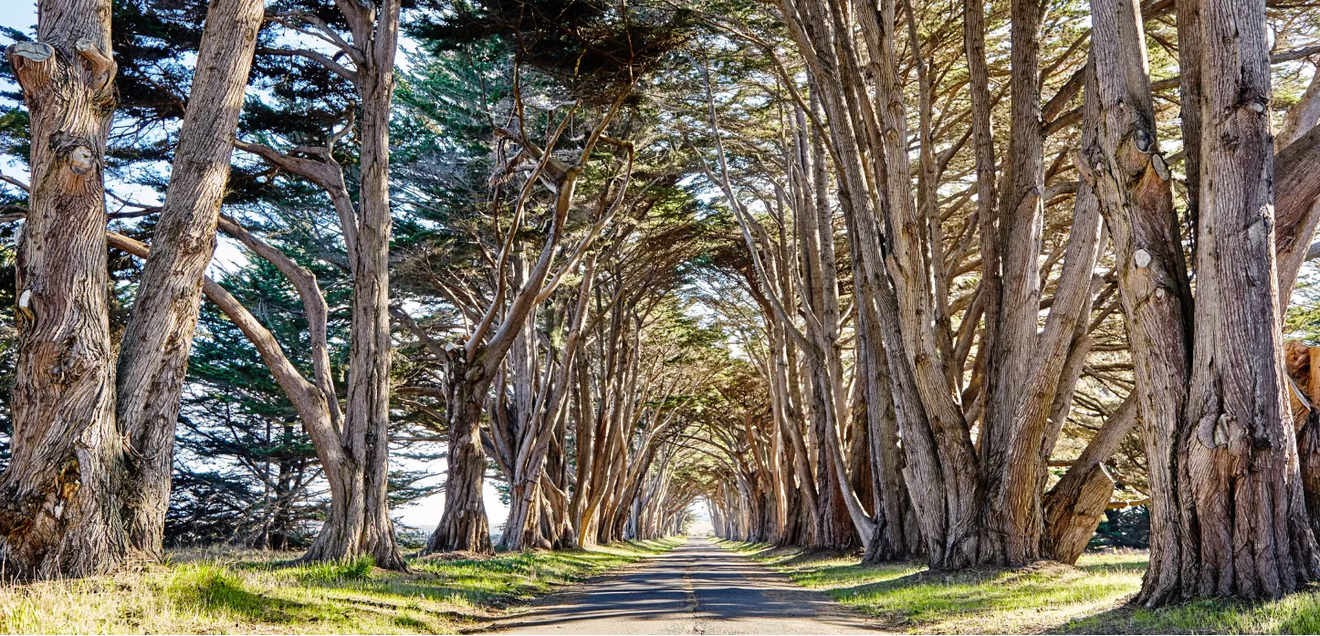 Matured trees line a walking path and bend overhead providing shade on a sunny day