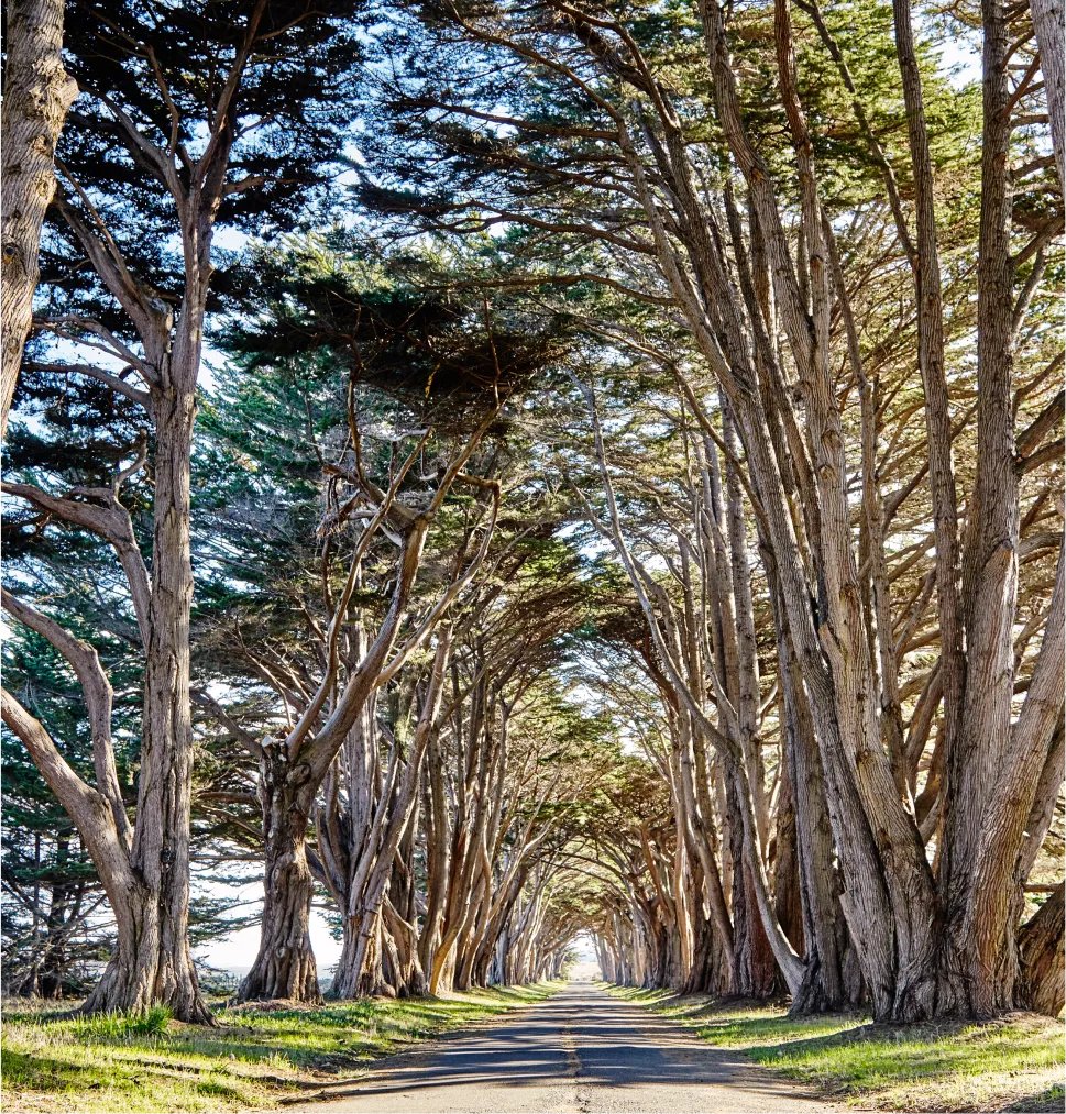 Matured trees line a walking path and bend overhead providing shade on a sunny day