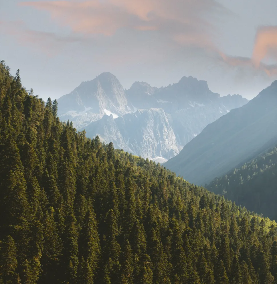 evergreen forest mountain side with mountains in background