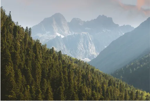 evergreen forest mountain side with mountains in background